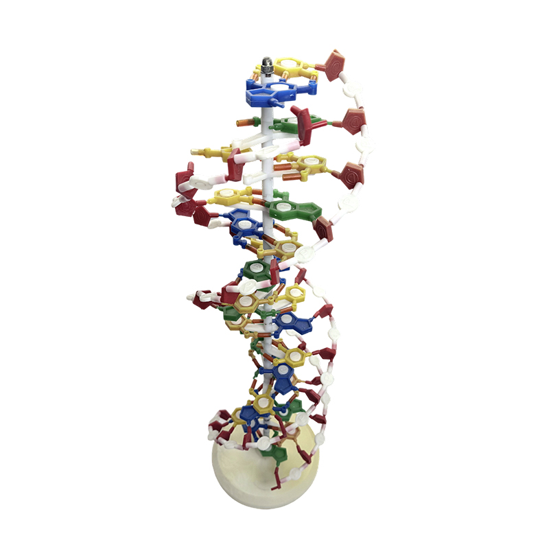 Model DNA, model heliks ganda DNA, model perubatan heliks ganda warna DNA