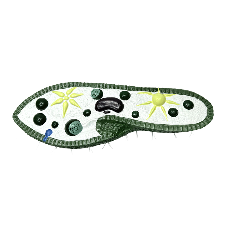 Model instrumen pengajaran biologi, model paramecium