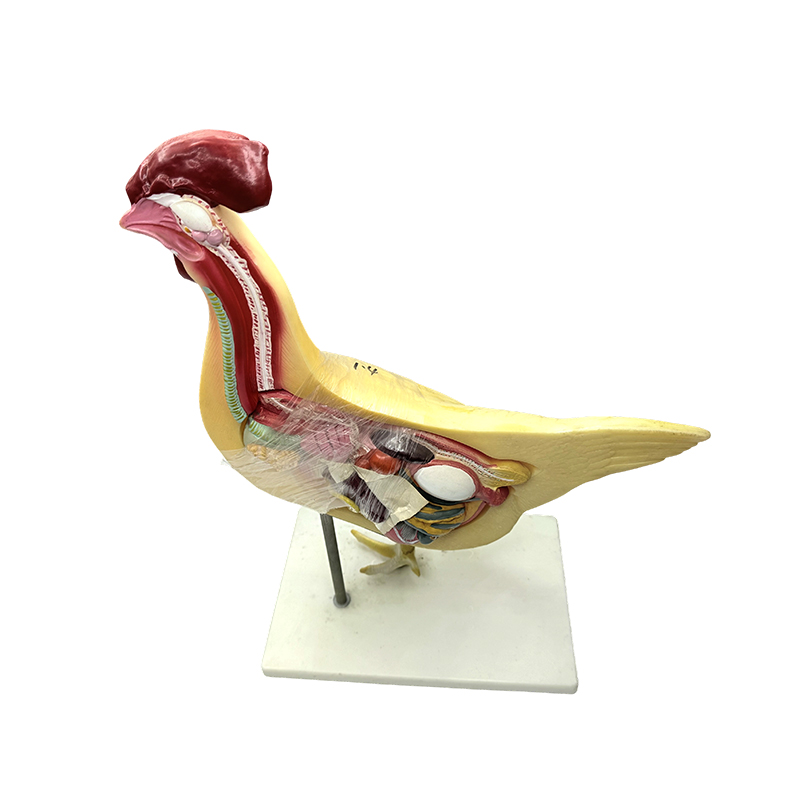 Model ayam model pengajaran biologi sains perubatan universiti semulajadi model pengajaran model anatomi ayam