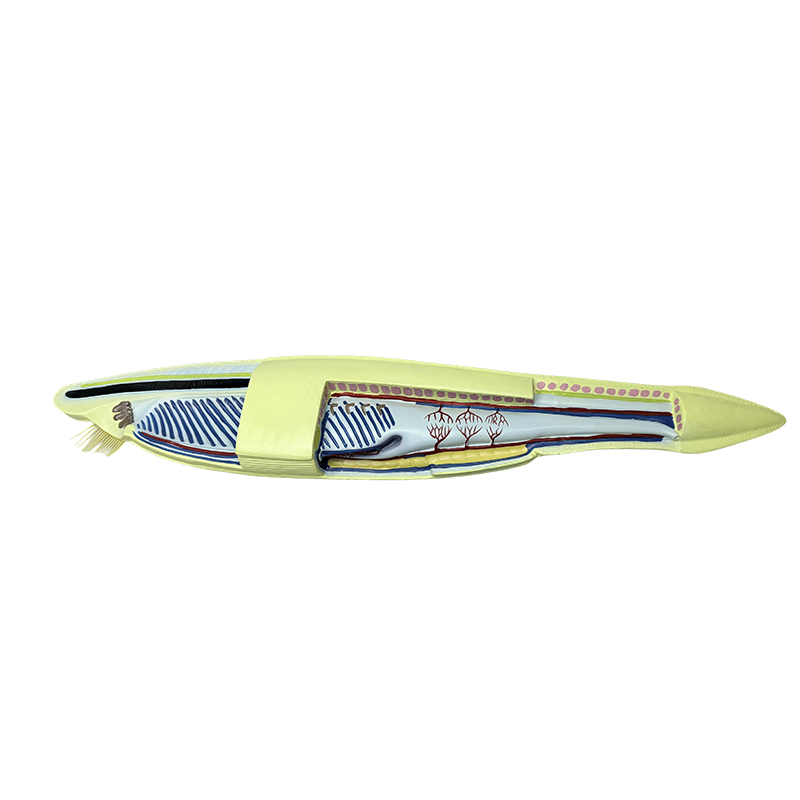 Model ikan model amphioxus plastik untuk model biologi