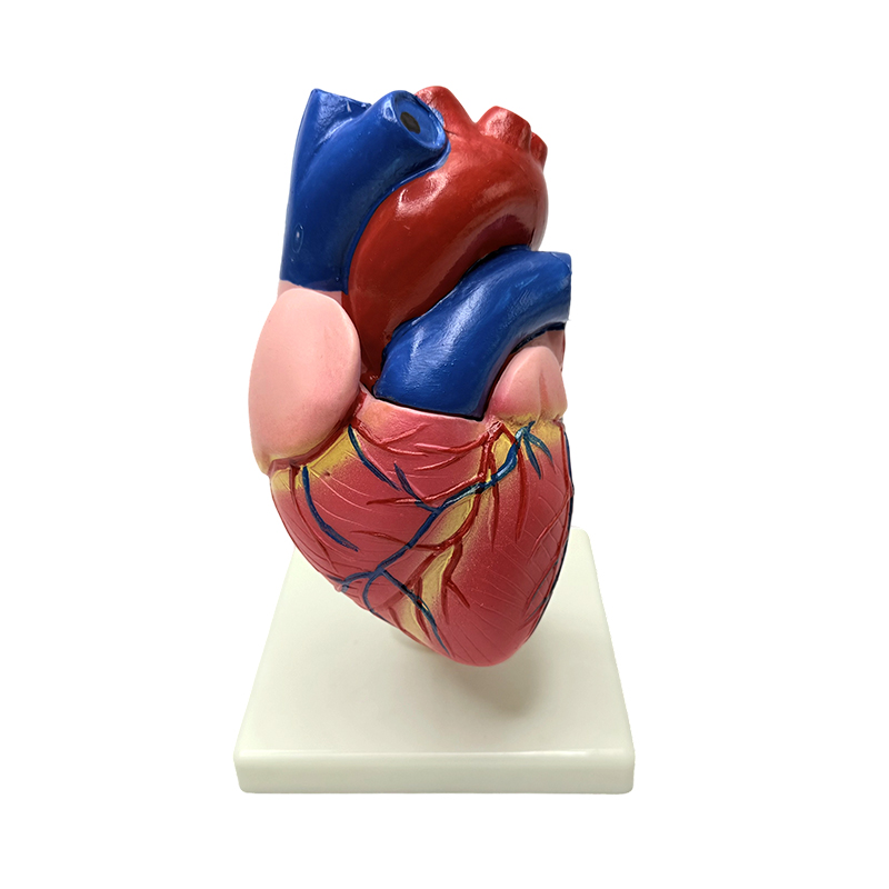 Anatomi organ tubuh manusia model struktur jantung saiz semula jadi