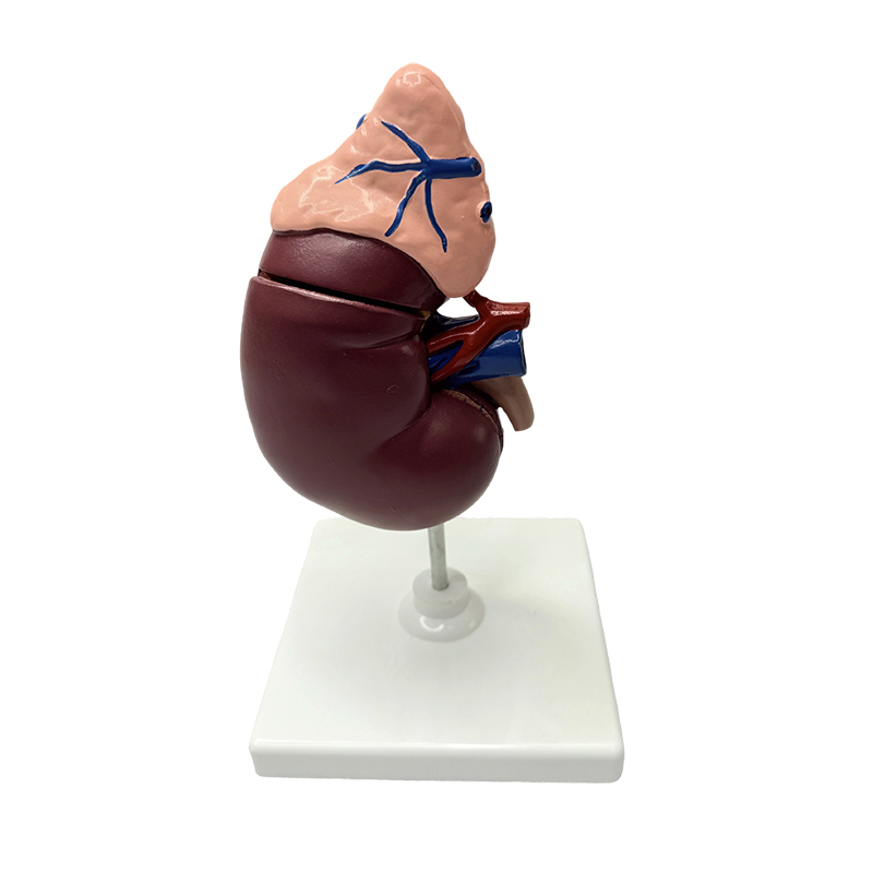Model buah pinggang dan adrenal model anatomi pengajaran anatomi model perubatan tubuh manusia