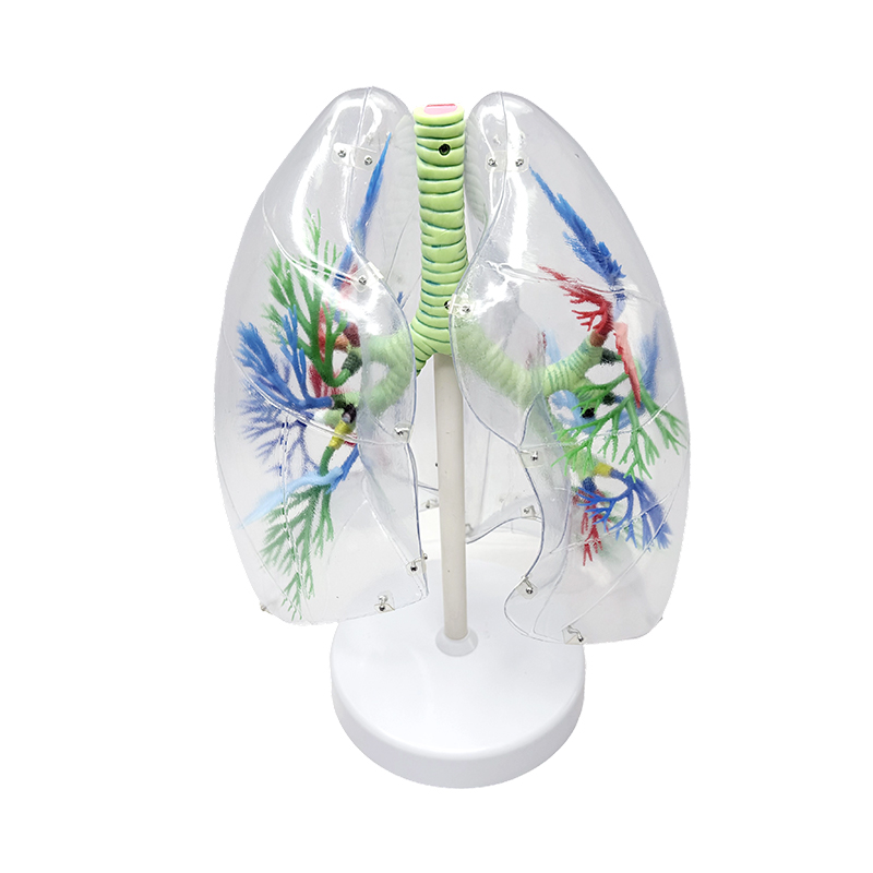 Model paru-paru manusia diperbesarkan model paru-paru anatomi segmental manusia pernafasan organ manusia model anatomi telus