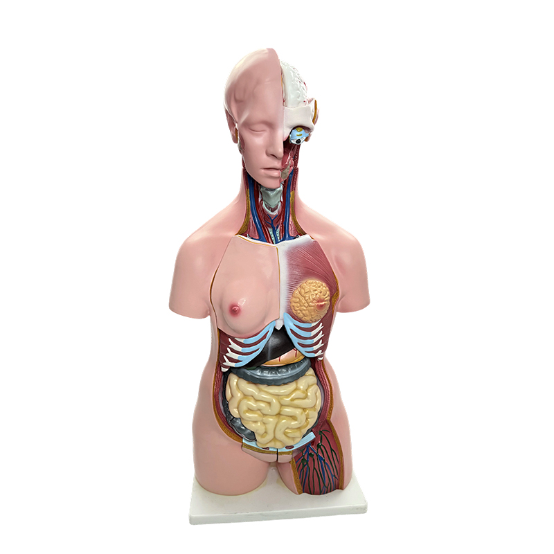 Demonstrasi jantina badan manusia, simulasi model torso organ manusia, pengajaran anatomi perubatan 85cm