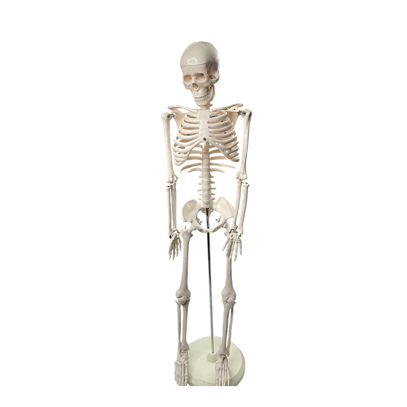 Model rangka manusia 85cm