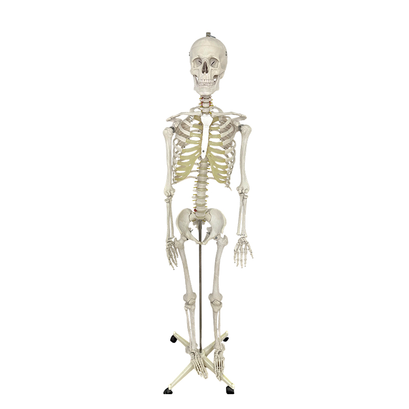 Model rangka manusia 170cm