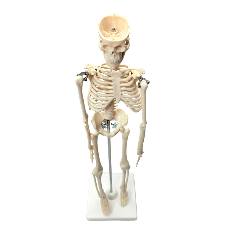 Model rangka manusia 42cm