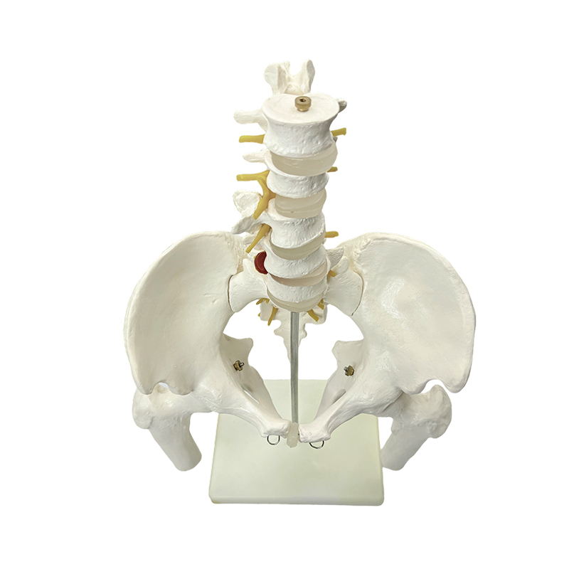 Pengajaran perubatan model anatomi tulang pelvis manusia