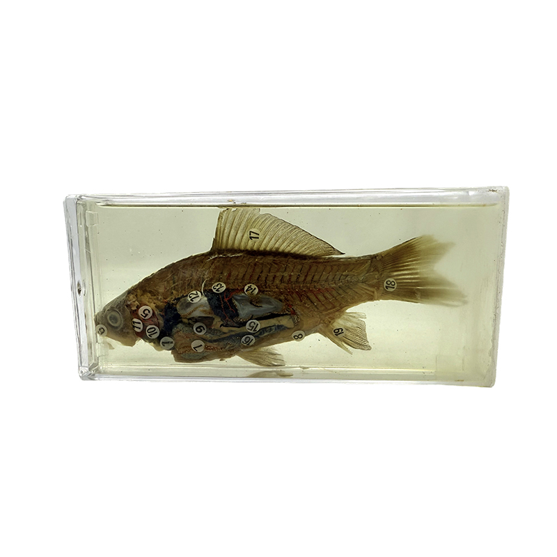 Spesimen biologi untuk tujuan pengajaran dan penyelidikan, spesimen ikan