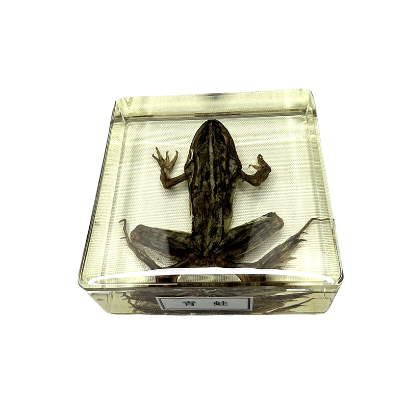 Aplikasi spesimen katak dalam pendidikan dan pengajaran
