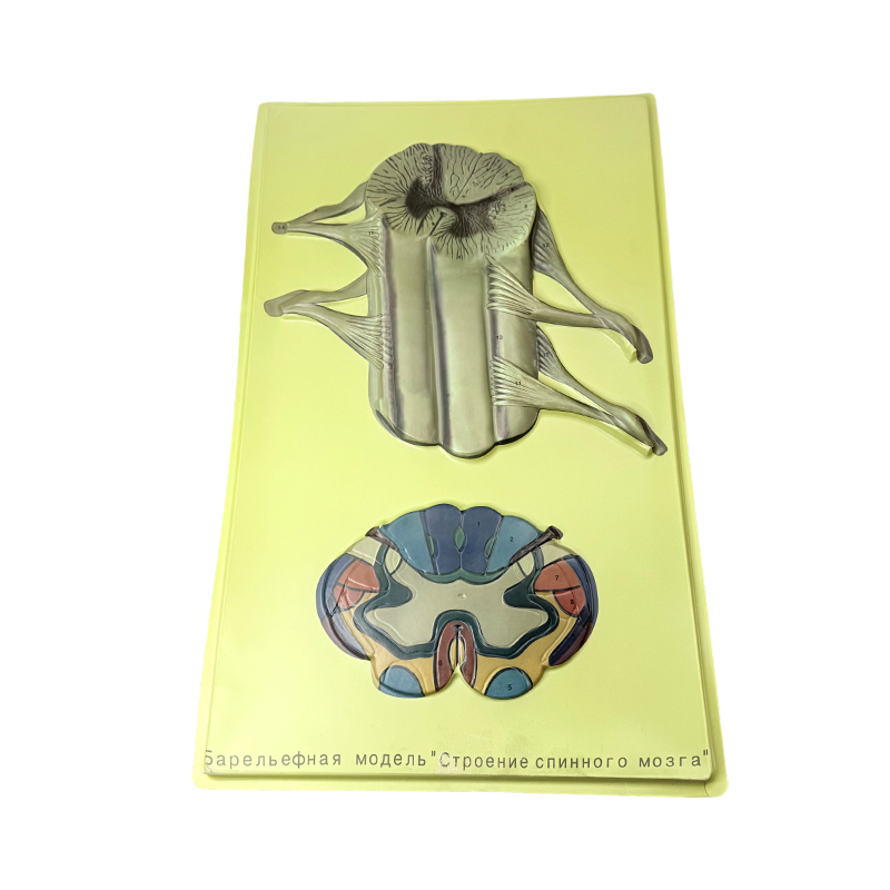 Model bantuan konfigurasi vertebrata