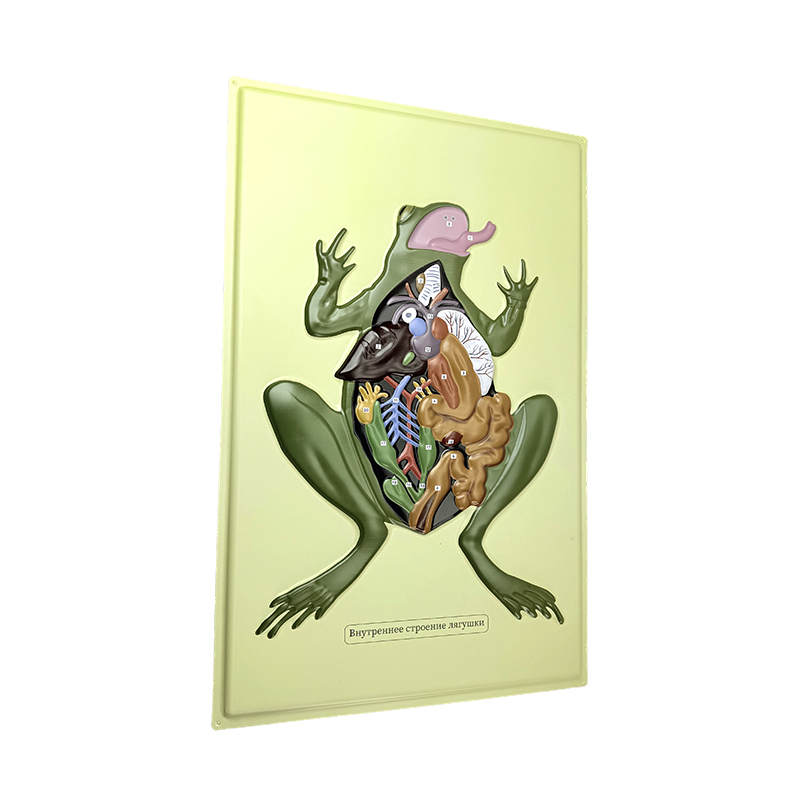Model bantuan katak anat
